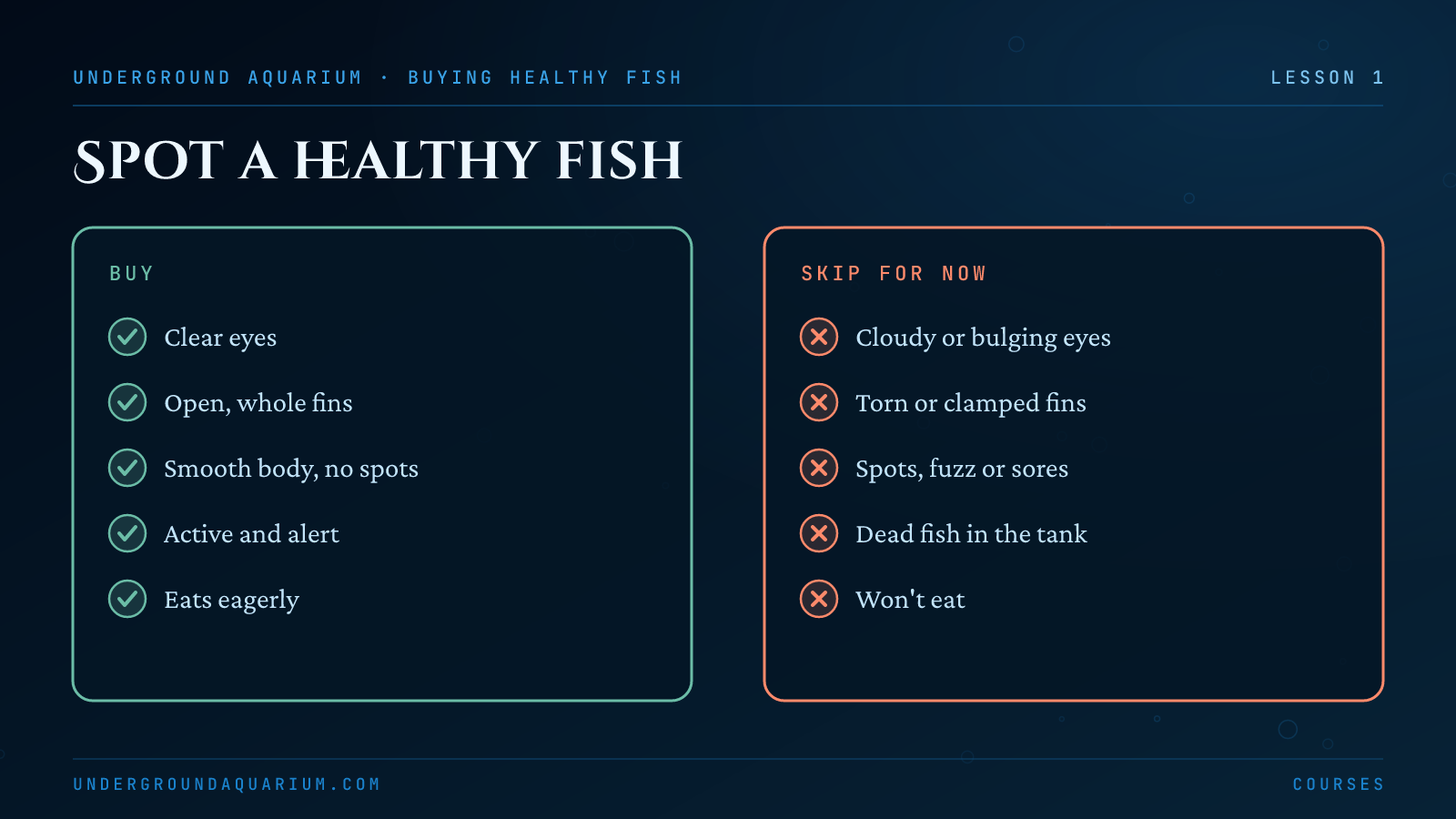 Spotting a healthy fish